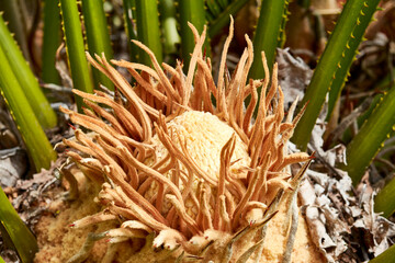 Sticker - close up of a flower of a plant