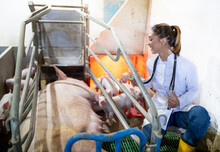 Young Vet Examining Sow Using Stethoscope In Nursery With Piglets.