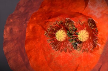 Two poppy flowers abstract macro photography