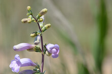 Lavender Large Beardtongue Or Penstemon Grandiflorus Wildflowers Blooming And Buds Opening In Springtime