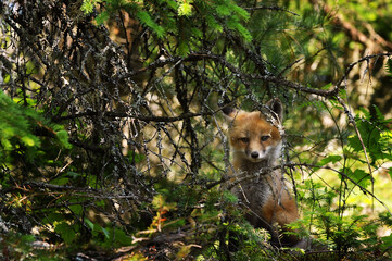 Wall Mural - Baby fox kit looking through tree branches near its den in forest