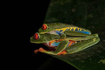 red eyed tree frog