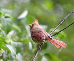 Wall Mural - red cardinals standing on the spring green tree branch