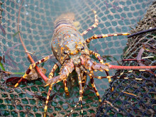 Close Up Painted Spiny Lobster Climbing On The Net In The Fish Cage And Lobster Farm In The South Of Thailand.