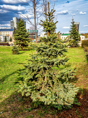Wall Mural - young spruce trees on a spring green lawn in the city center, Chelyabinsk