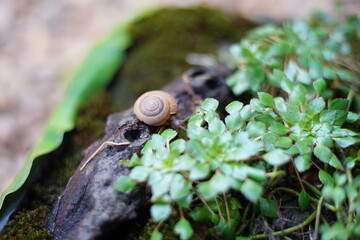 Snail life on the wood crawling find some food among green leaf in the garden with blur background and text space