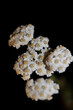 © BakalaeroZz - White flower blossom close up background achillea millefolium family compositae high quality big size print