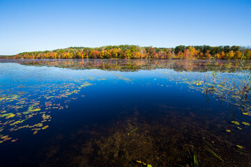 Wall Mural - Fall foliage reflecting in water at Goodwin State Forest, Connecticut.