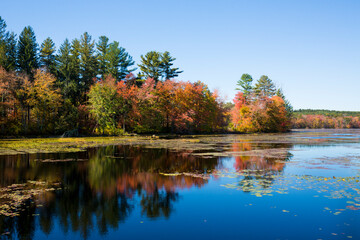 Wall Mural - Fall foliage reflecting in water at Goodwin State Forest, Connecticut.