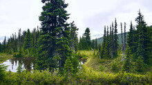 Beautiful Rainforest In British Columbia, Canada. Lake In The Coniferous Forest. Garibaldi Provincial Park.