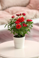 Beautiful red roses in pot on table