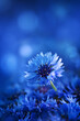 Beautiful macro shot flower of cornflower against blue background.