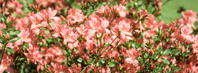 Wall Mural - banner. delicate pink, coral summer background. flowering bush, many flowers and buds. spring bloom. selective focus.