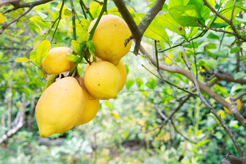 Wall Mural - Lemon garden with fruits