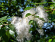 Poplar seeds on a branch are surrounded by light airy fluff. Natural background with poplar fluff close-up.