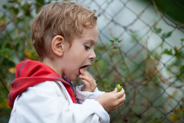 Child eating green gooseberry from the bush. Summertime, organic food from the garden. Healthy nutrition for kids. Harvest time.