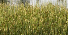 Equisetum Palustre, The Marsh Horsetail