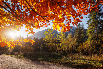 Fototapete - Golden leaves of trees over colorful autumn ground road in the park. amazing autumnal natural background. Focus on foliage