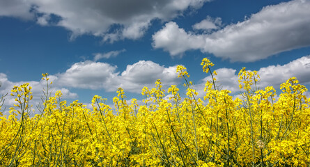 Yellow field of blooming raps flowers. Flowering rapeseed with beautiful clouds on sky. Concept of plant for green energy and oil industry. agricultural and rich harvest concept. rural nature scenery