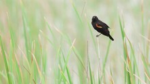 Red Winged Blackbird Perched On Branch Amongst Sawgrass And Calling