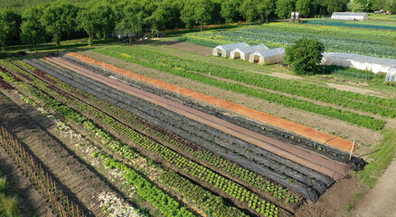 Farm garden bio farmer field farming vegetable agricultural plantation fruit tree dron aerial video shot leaf curly cabbage kale winter plant leaves organic plantation harvest vegetables, greenhouse