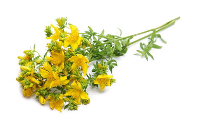 Fresh St. John's wort (Hypericum perforatum) isolated on white background, clipping path