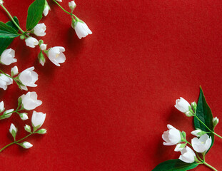 Wall Mural - Beautiful white jasmine flowers on a red background. Flat lay with copy space for the wedding, birthday, party or other celebration.