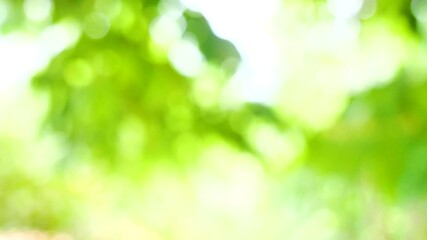 Wall Mural - green bokeh background leave blur background
