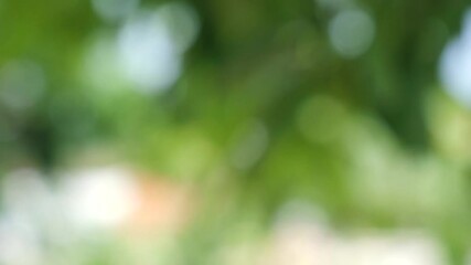 Wall Mural - green bokeh background leave blur background