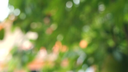 Wall Mural - green bokeh background leave blur background