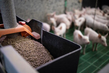 Close Up View Of Pig Feed Granules And Piglets In Background.