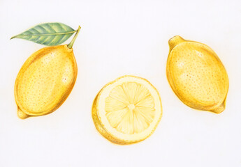 Wall Mural - Hand drawn fresh lemons illustration 