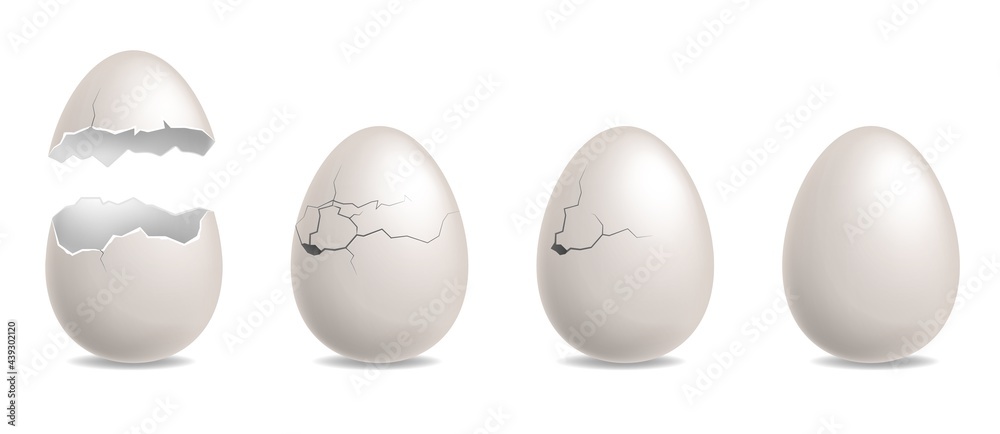 Cracked egg. Realistic chicken while eggshells. Hatching sequence steps ...