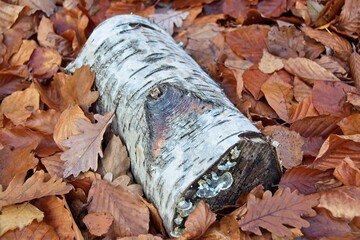 Wall Mural - autumn leaves on the ground