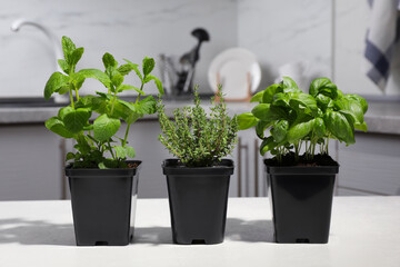 Wall Mural - Pots with basil, thyme and mint on white table in kitchen