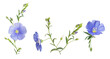 flowering flax. Bouquet from blue flax flowers on white background. Parts of flowers