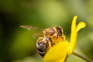 Bee on a spring flower collecting pollen and nectar