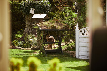 Wall Mural - a deer in a beautiful green garden 