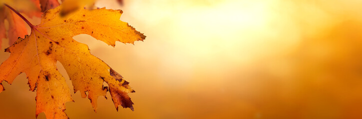 Wall Mural - an autumn leaf background of fall yellow foliage of an autumn landscape that could be used for thank