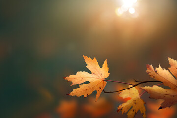 Wall Mural - a sunny autumn leaves background of fall yellow foliage of an autumn landscape that could be used fo
