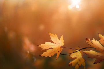 Wall Mural - a sunny golden autumn leaves with a dark green and orange background of fall foliage in an autumn la
