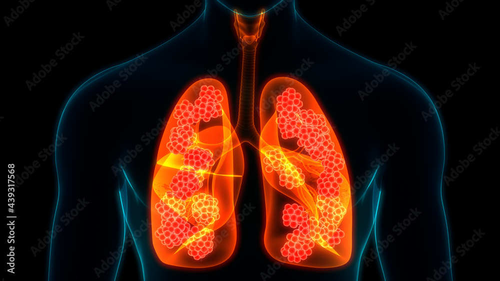 Human Respiratory System Lungs with Alveoli Anatomy Stock Illustration ...