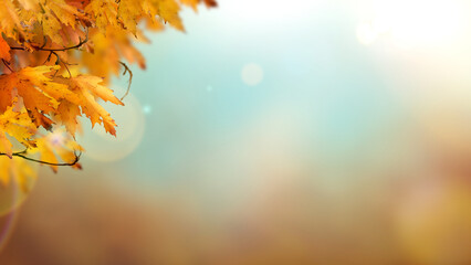 Wall Mural - an autumn nature, fall background of blurred foliage and tree leaves with blue sky in an autumn land