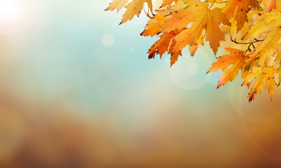 Wall Mural - an autumn nature, fall background of blurred foliage and tree leaves with blue sky in an autumn land