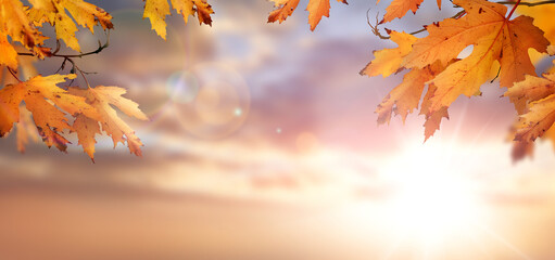 Wall Mural - an autumn nature, fall background of blurred foliage and tree leaves at sunset in an autumn landscap
