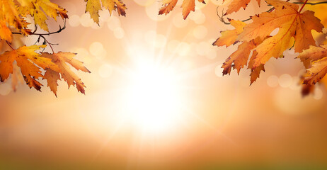 Wall Mural - an autumn nature, fall background of blurred foliage and tree leaves at sunset in an autumn landscap