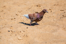 City Pigeon On The Beach. Urban Animals, Birds.