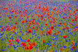 Fototapeta  - a beautiful landscape with poppies and cornflowers bloom