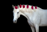 Fototapeta Konie - White Horse portrait isolated on black background with pions in mane