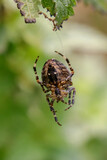 Fototapeta  - spider on the web